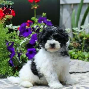 Rookie, Havapoo Puppy