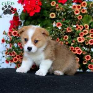 Rookie, Pembroke Welsh Corgi Puppy