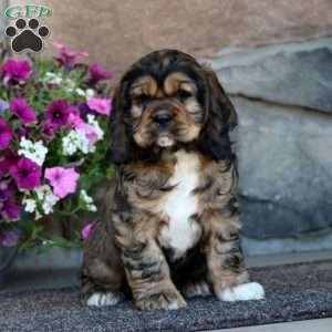 Rookie, Cocker Spaniel Puppy