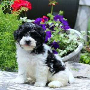 Rookie, Havapoo Puppy