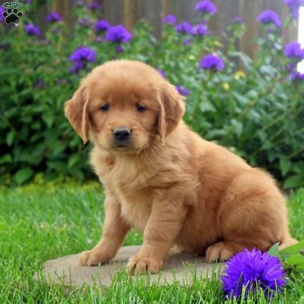 Roosevelt, Golden Retriever Puppy