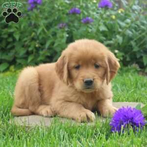 Roosevelt, Golden Retriever Puppy