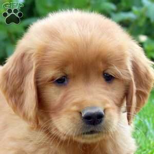 Roosevelt, Golden Retriever Puppy