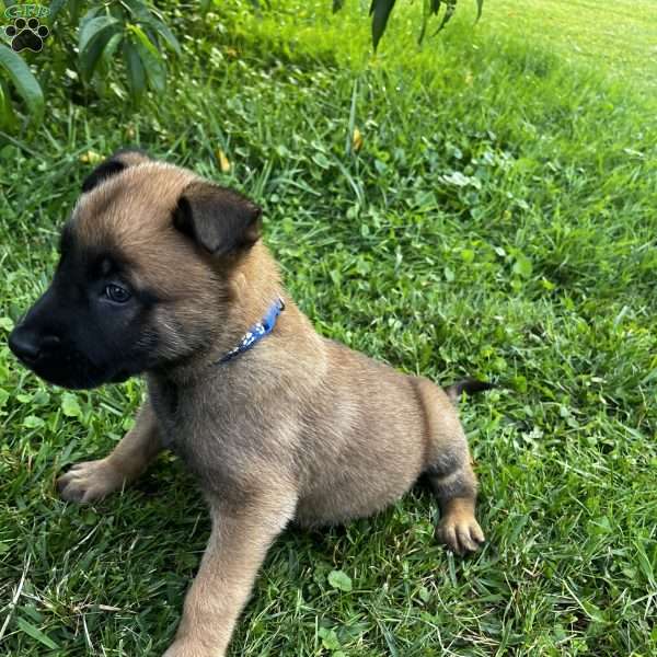 Rooster, Belgian Malinois Puppy