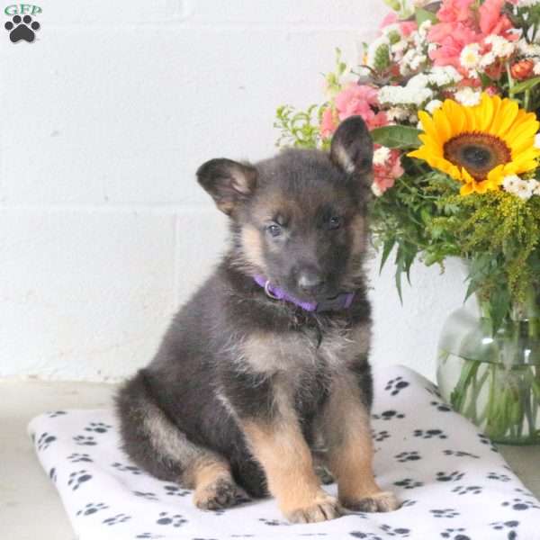 Rory, German Shepherd Puppy