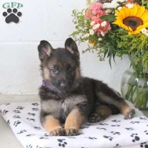 Rory, German Shepherd Puppy