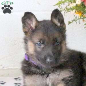 Rory, German Shepherd Puppy