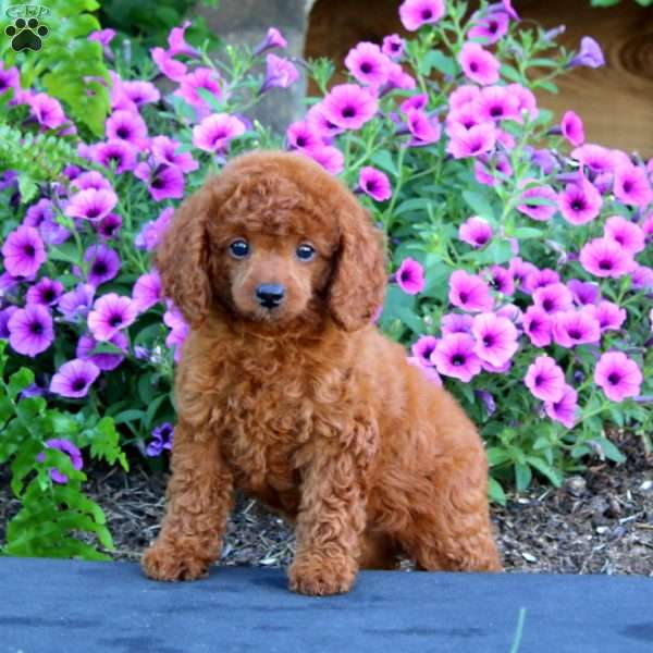 Rosa, Toy Poodle Puppy