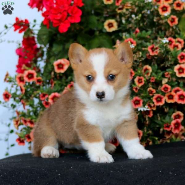 Rosa, Pembroke Welsh Corgi Puppy