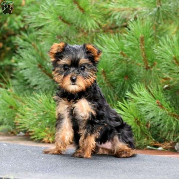 Rosa, Yorkie Puppy