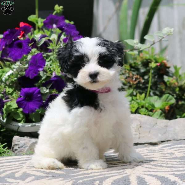Rosa, Havapoo Puppy