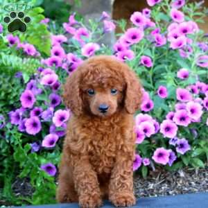 Rosa, Toy Poodle Puppy