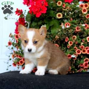 Rosa, Pembroke Welsh Corgi Puppy
