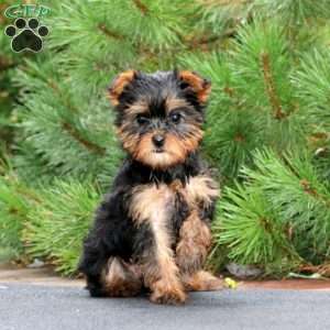 Rosa, Yorkie Puppy