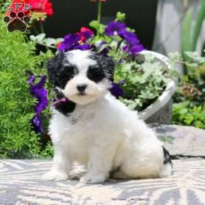 Rosa, Havapoo Puppy