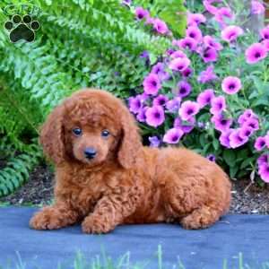 Rosa, Toy Poodle Puppy