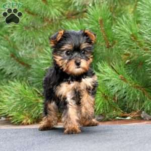 Rosa, Yorkie Puppy