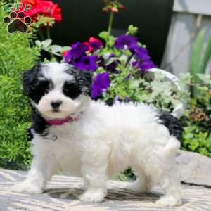 Rosa, Havapoo Puppy