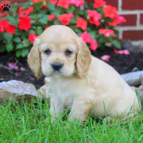 Rosalie, Cocker Spaniel Puppy