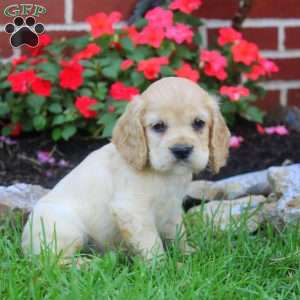 Rosalie, Cocker Spaniel Puppy