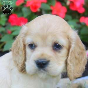 Rosalie, Cocker Spaniel Puppy