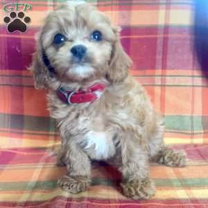 Roscoe, Cavapoo Puppy