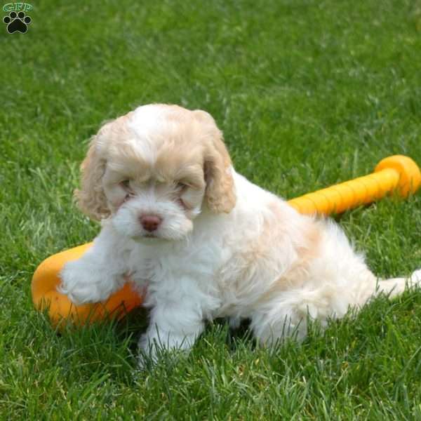 Rose, Cockapoo Puppy