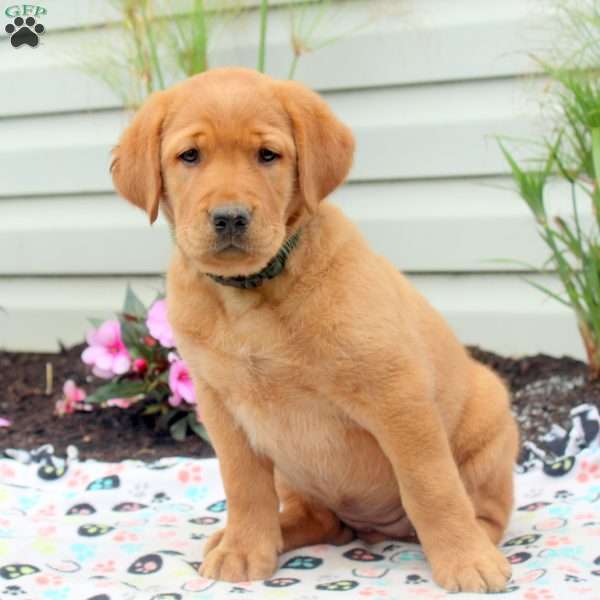 Rose, Golden Labrador Puppy