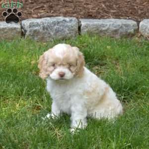 Rose, Cockapoo Puppy