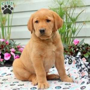 Rose, Golden Labrador Puppy