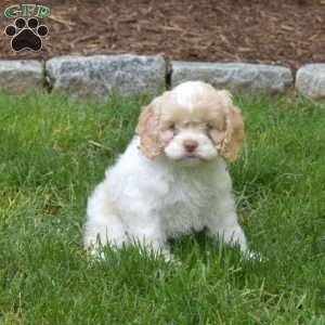 Rose, Cockapoo Puppy