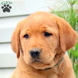 Rose, Golden Labrador Puppy