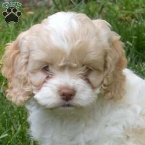 Rose, Cockapoo Puppy