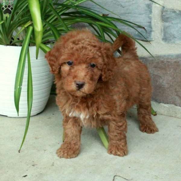 Rosie, Mini Goldendoodle Puppy