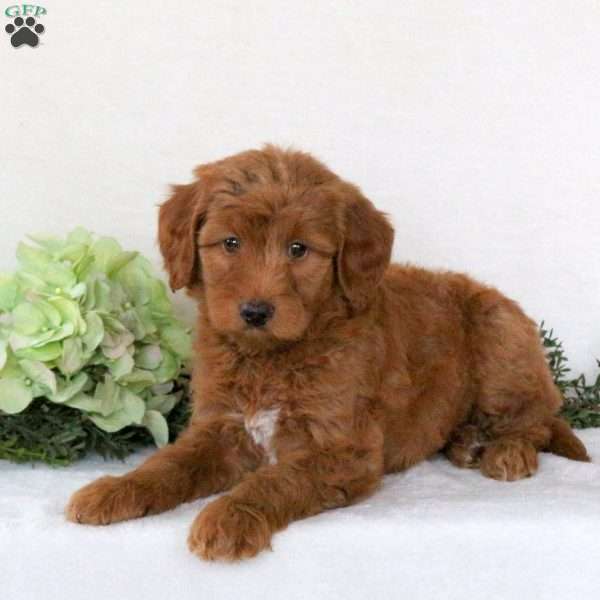 Rosie, Mini Goldendoodle Puppy
