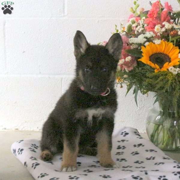 Rosie, German Shepherd Puppy