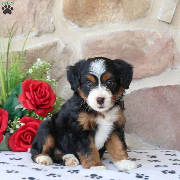 Rosie, Mini Bernedoodle Puppy