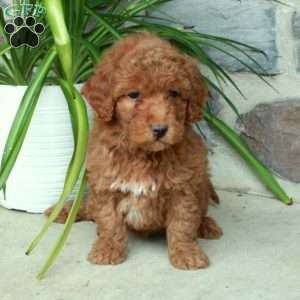 Rosie, Mini Goldendoodle Puppy