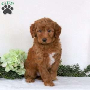 Rosie, Mini Goldendoodle Puppy