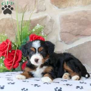 Rosie, Mini Bernedoodle Puppy