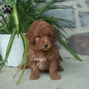 Rosie, Mini Goldendoodle Puppy