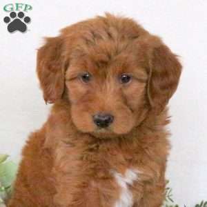 Rosie, Mini Goldendoodle Puppy