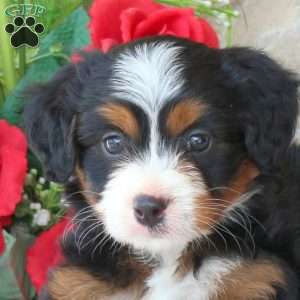 Rosie, Mini Bernedoodle Puppy