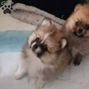 Rosie-TinyToy, Pomeranian Puppy
