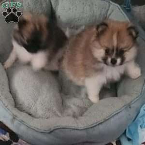 Rosie-TinyToy, Pomeranian Puppy