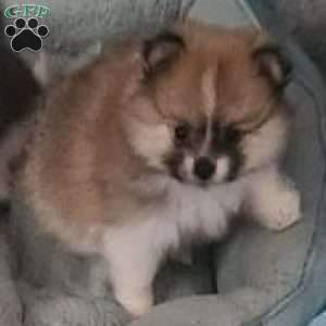 Rosie-TinyToy, Pomeranian Puppy