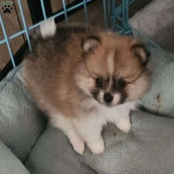 Rosie-TinyToy, Pomeranian Puppy