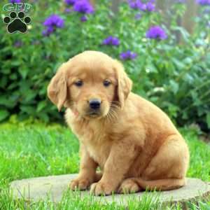 Rosina, Golden Retriever Puppy