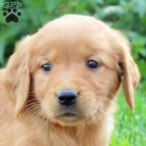 Rosina, Golden Retriever Puppy