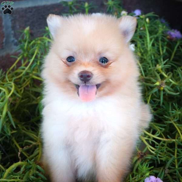Rover, Pomeranian Puppy